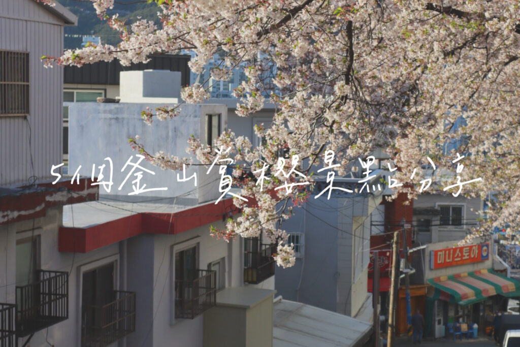 釜山櫻花