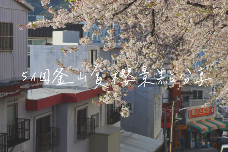 釜山櫻花