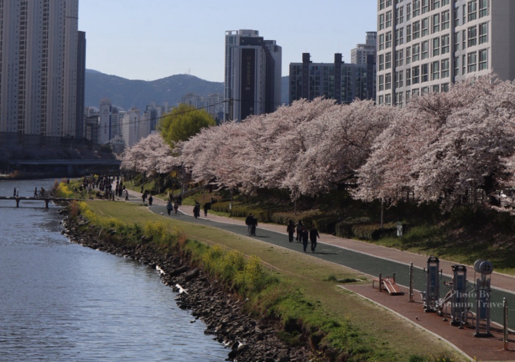 釜山櫻花